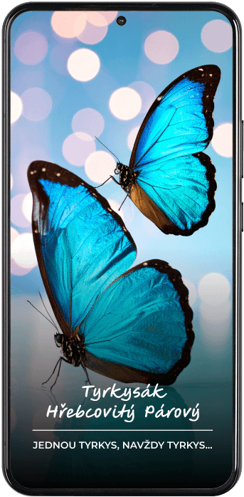 Obsah na sociální sítě